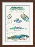 Aquatic Assemblage IX Fine Art Print