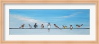 Sweet Birds on a Wire II Fine Art Print