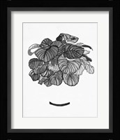 B&W Indoor Plant II Framed Print