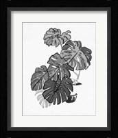 B&W Indoor Plant III Framed Print
