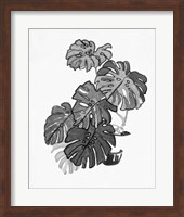B&W Indoor Plant III Fine Art Print