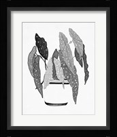 B&W Indoor Plant V Framed Print