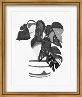 B&W Indoor Plant VI Fine Art Print