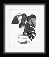 B&W Indoor Plant VI Framed Print