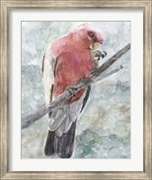Tropic Parrot I Fine Art Print