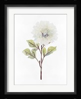 White Blossom I Framed Print