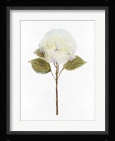 White Blossom III Framed Print