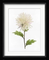 White Blossom IV Framed Print