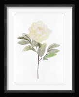 White Blossom V Framed Print