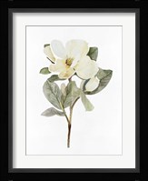 White Blossom VI Framed Print