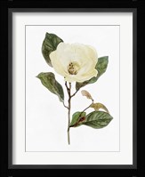 White Blossom VII Framed Print