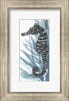 Zebra Seahorse II Fine Art Print