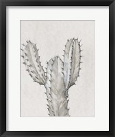 Cactus Study II Framed Print