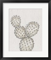 Cactus Study IV Framed Print