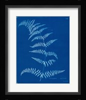 Cyanotype Ferns I Framed Print