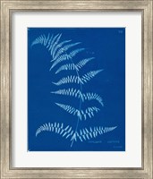 Cyanotype Ferns I Fine Art Print