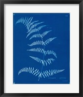 Cyanotype Ferns I Framed Print