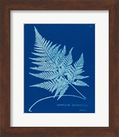 Cyanotype Ferns II Fine Art Print