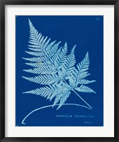 Cyanotype Ferns II Fine Art Print