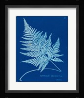 Cyanotype Ferns II Framed Print