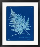 Cyanotype Ferns II Framed Print