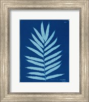 Cyanotype Ferns III Fine Art Print