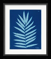 Cyanotype Ferns III Framed Print