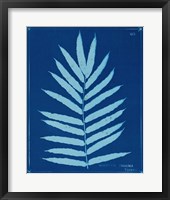 Cyanotype Ferns III Framed Print