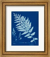 Cyanotype Ferns IV Fine Art Print