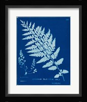 Cyanotype Ferns IV Framed Print
