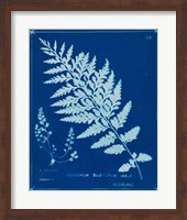 Cyanotype Ferns IV Fine Art Print