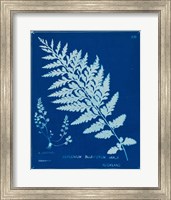 Cyanotype Ferns IV Fine Art Print