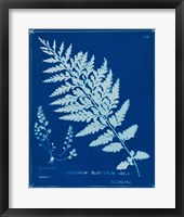Cyanotype Ferns IV Framed Print