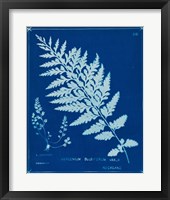 Cyanotype Ferns IV Framed Print