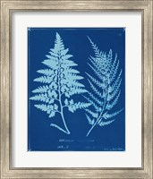 Cyanotype Ferns V Fine Art Print