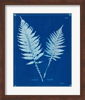 Cyanotype Ferns VI Fine Art Print