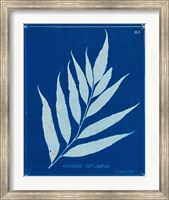 Cyanotype Ferns VII Fine Art Print