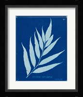 Cyanotype Ferns VII Framed Print