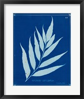 Cyanotype Ferns VII Framed Print