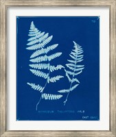 Cyanotype Ferns VIII Fine Art Print