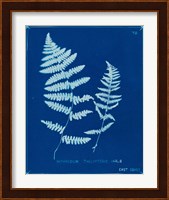 Cyanotype Ferns VIII Fine Art Print