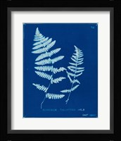 Cyanotype Ferns VIII Framed Print