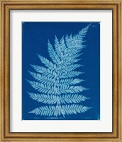Cyanotype Ferns IX Fine Art Print