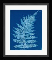 Cyanotype Ferns IX Framed Print