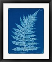 Cyanotype Ferns IX Framed Print