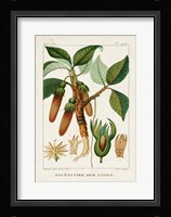 Turpin Foliage & Fruit I Framed Print