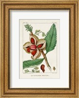 Turpin Foliage & Fruit II Fine Art Print