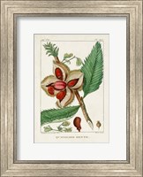 Turpin Foliage & Fruit II Fine Art Print