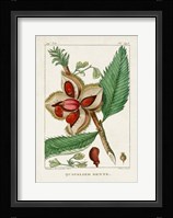 Turpin Foliage & Fruit II Fine Art Print