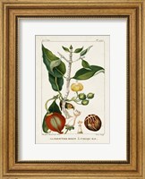 Turpin Foliage & Fruit III Fine Art Print